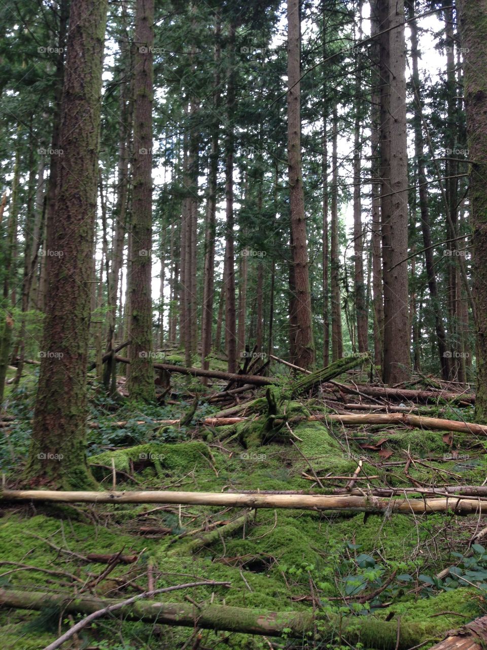 Wood, Tree, Nature, Landscape, No Person