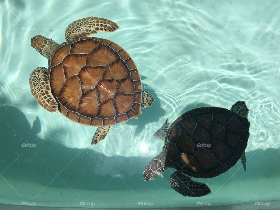 Turtle, Tortoise, Reptile, Underwater, Shell