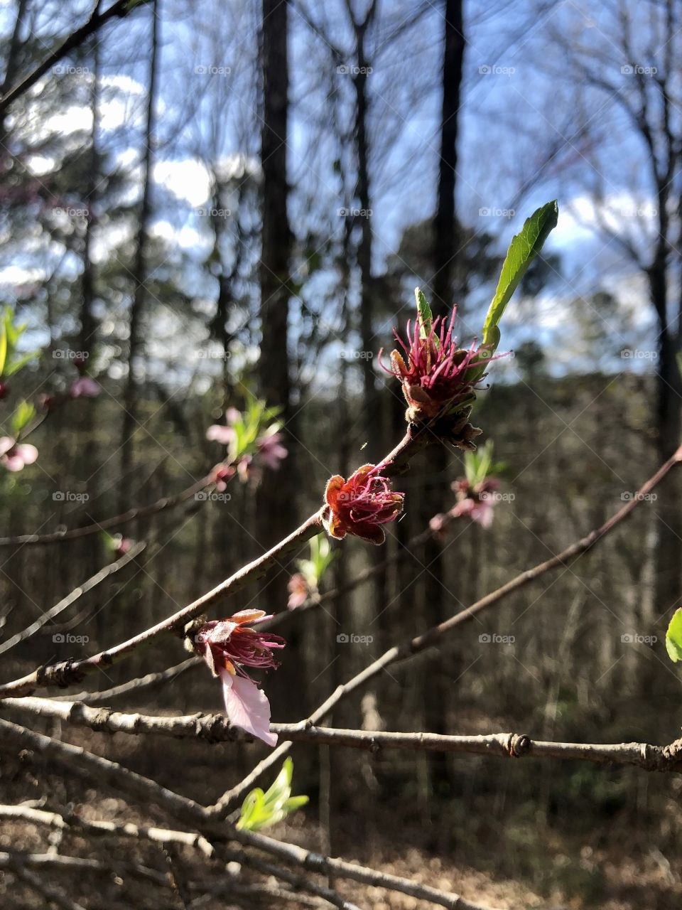 Peach tree blossom 