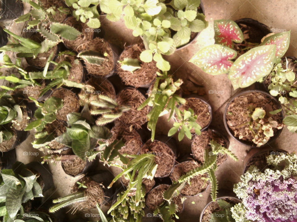 Nursery of tropical plants and cacti
