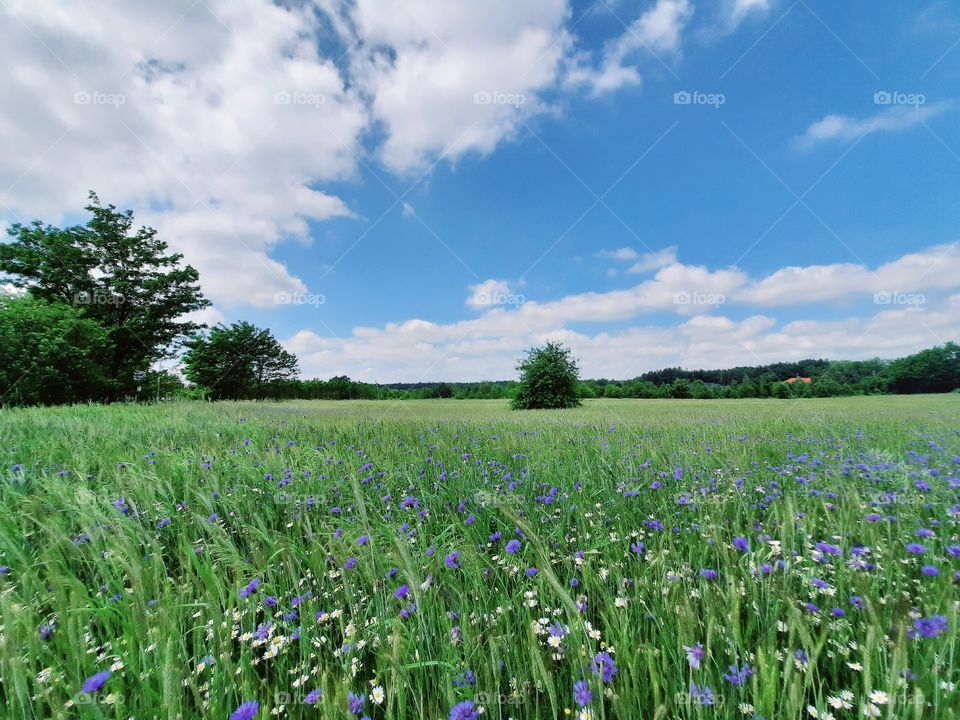 out for a wake on the fields