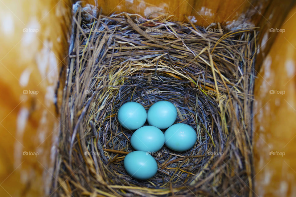 Robins Eggs