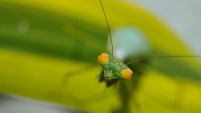 Mantis Eyes