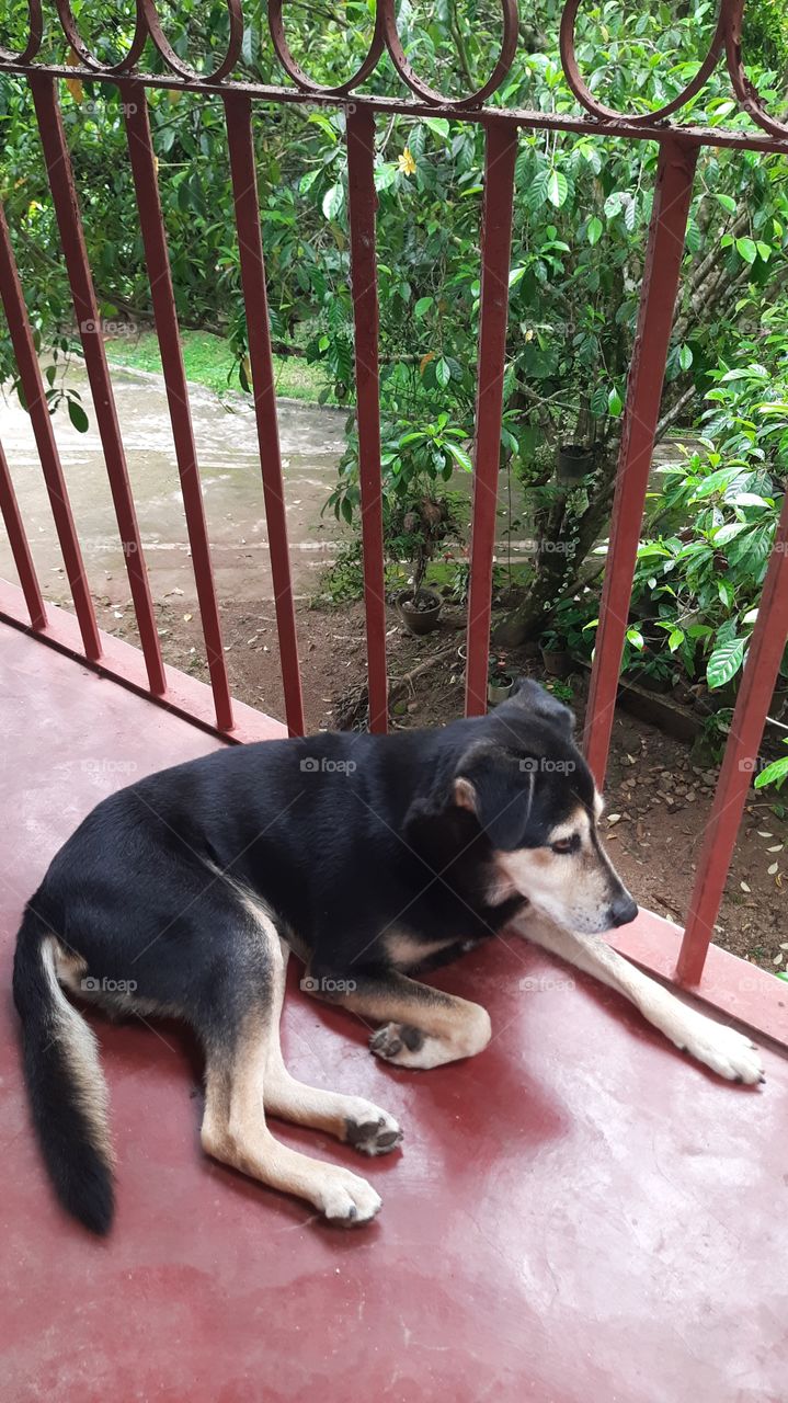 dog is sitting on the floor