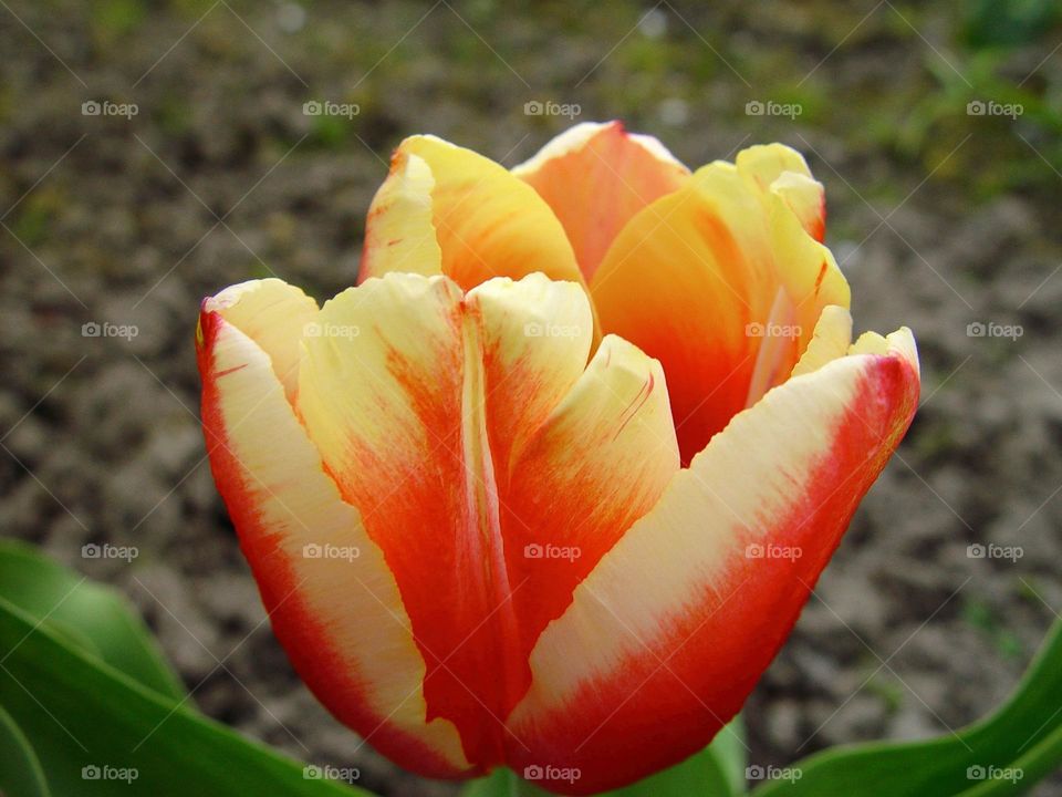 tulip
