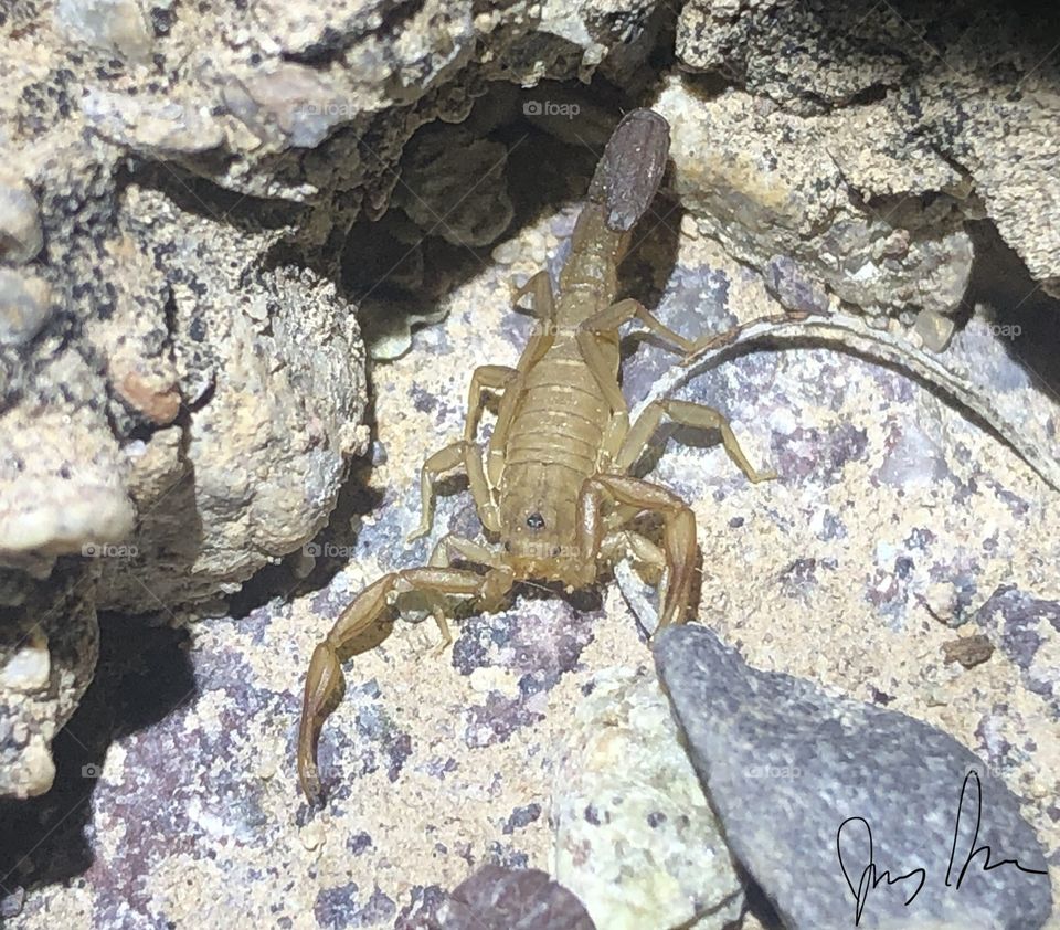 Small scorpion at night