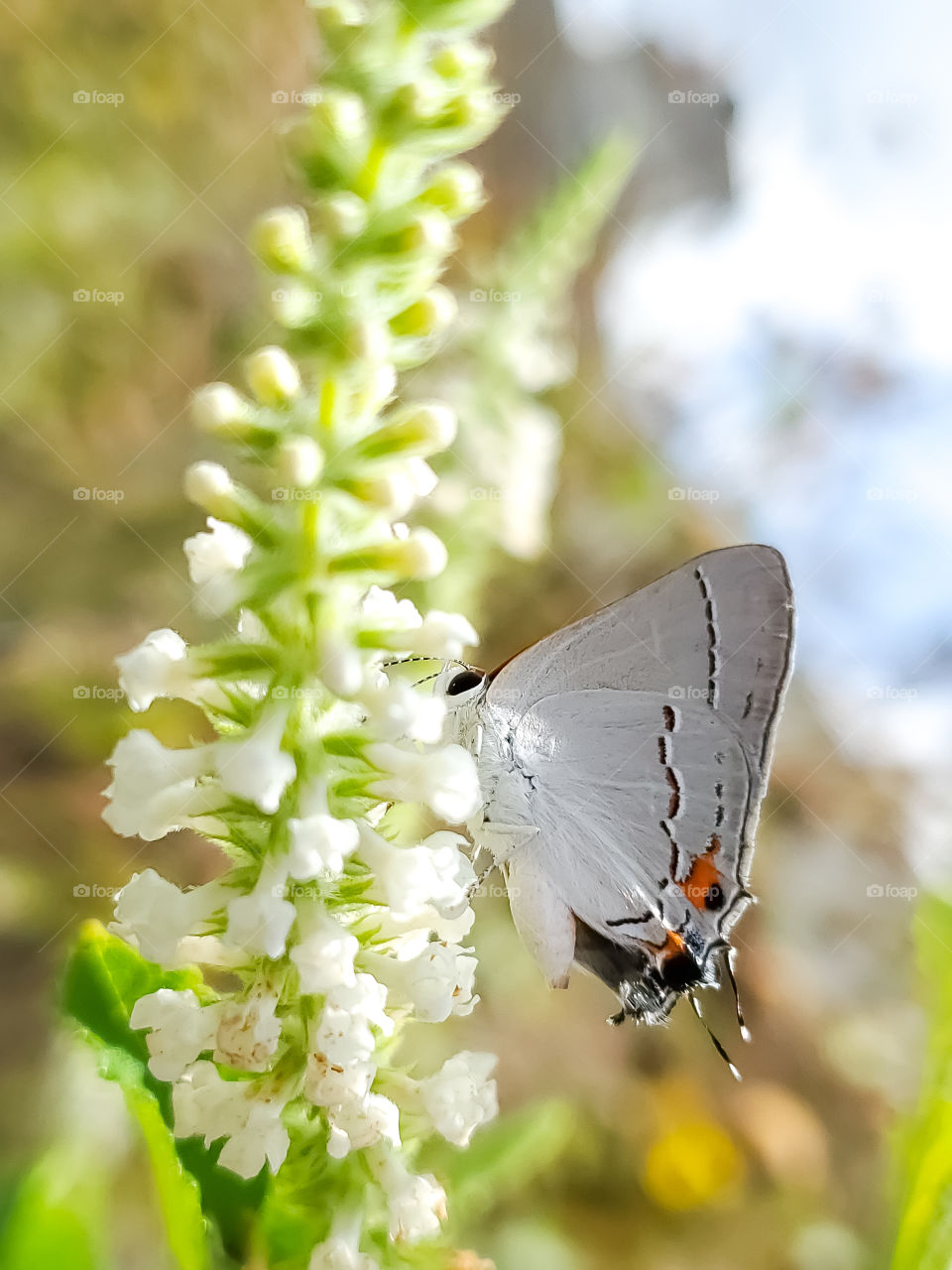 A hairstreak butterfly feeding on sweet almond verbena cluster flowers.