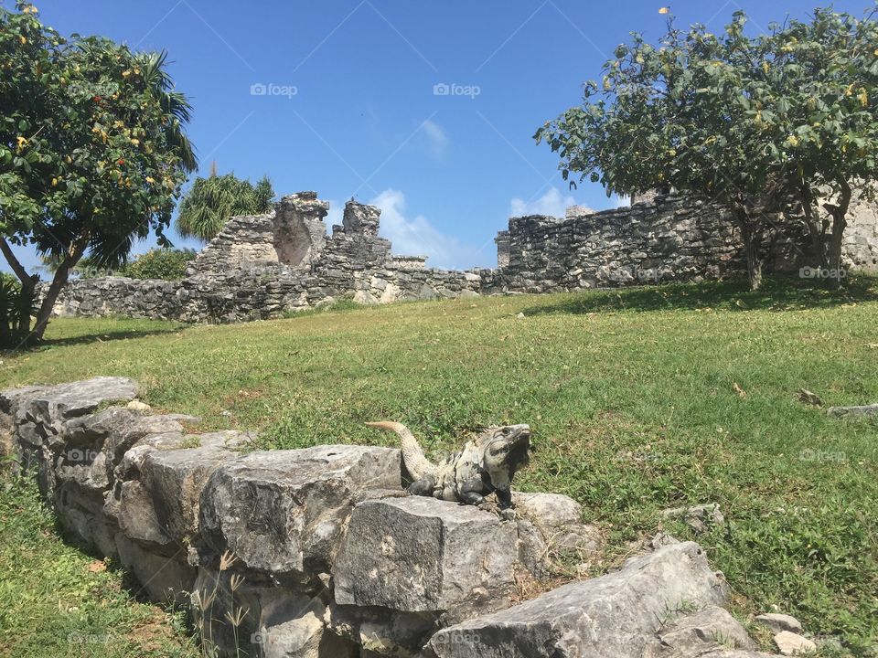 Iguana in tulum