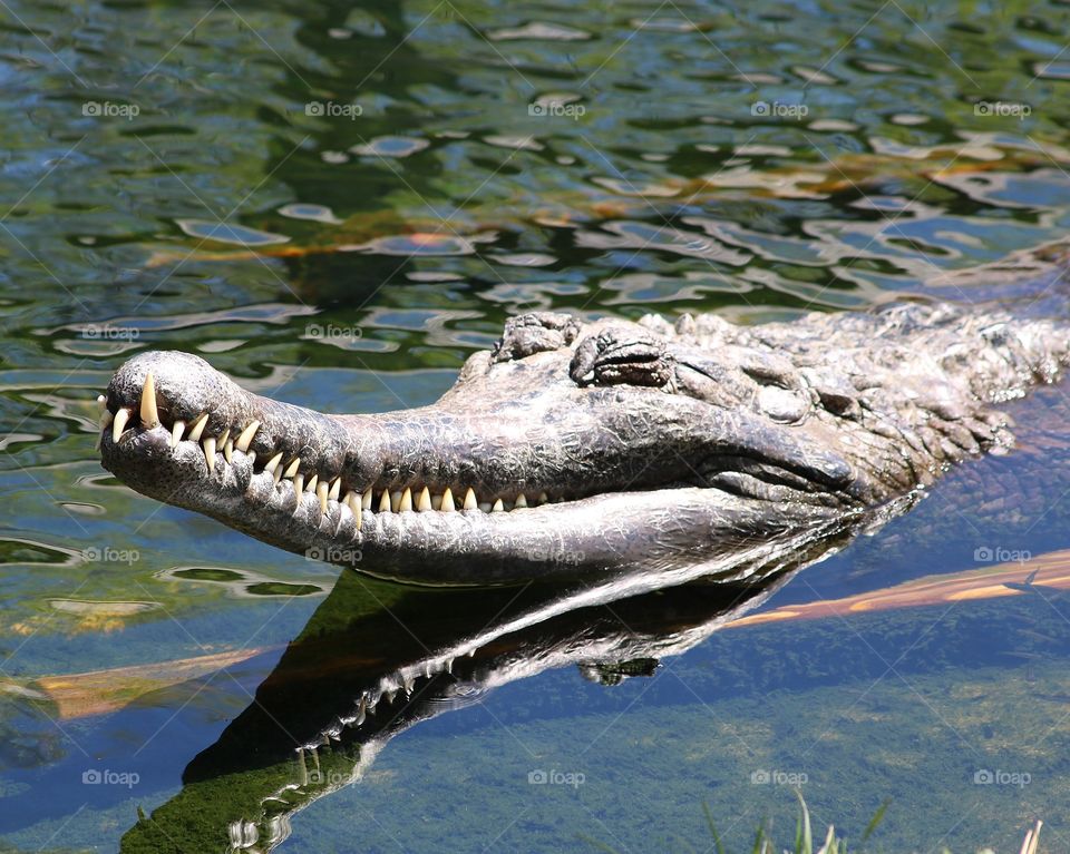 False Gharial crocodile