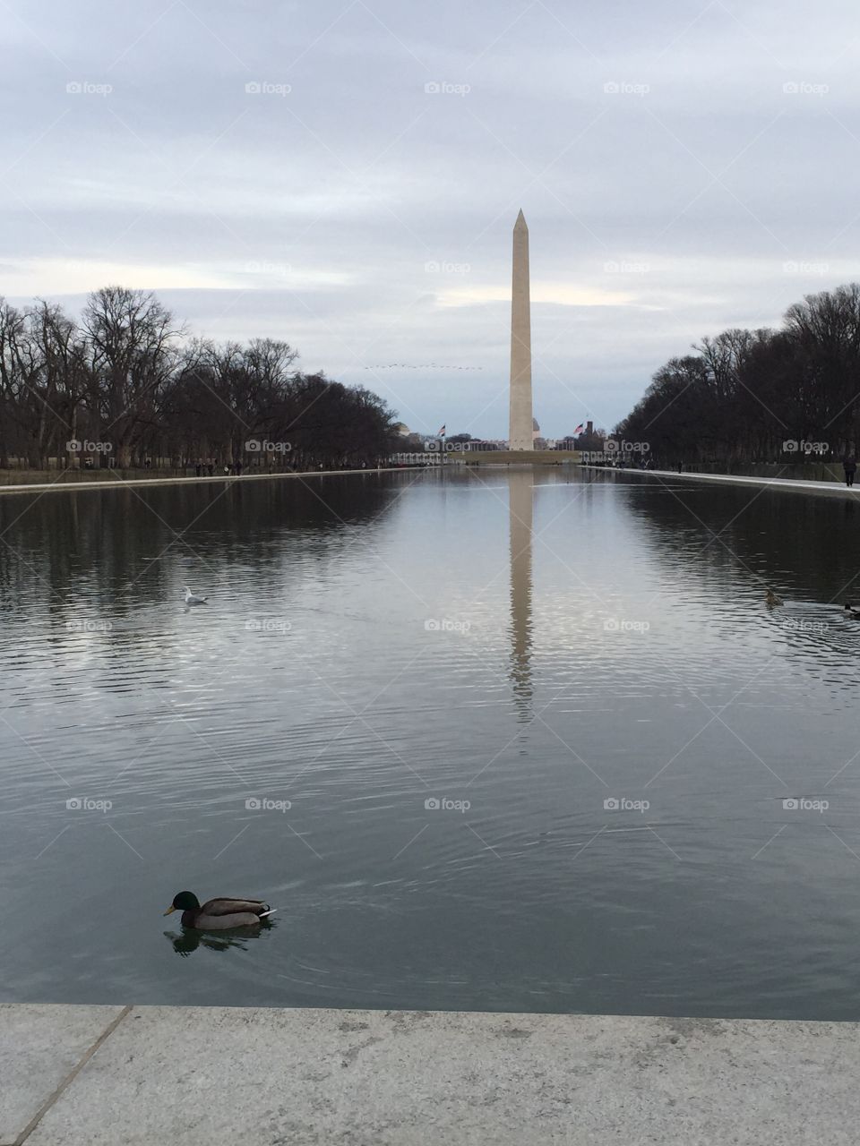 Washington Monument and Reflection Pool. Washington Monument with a duck swimming in the Reflection Pool.