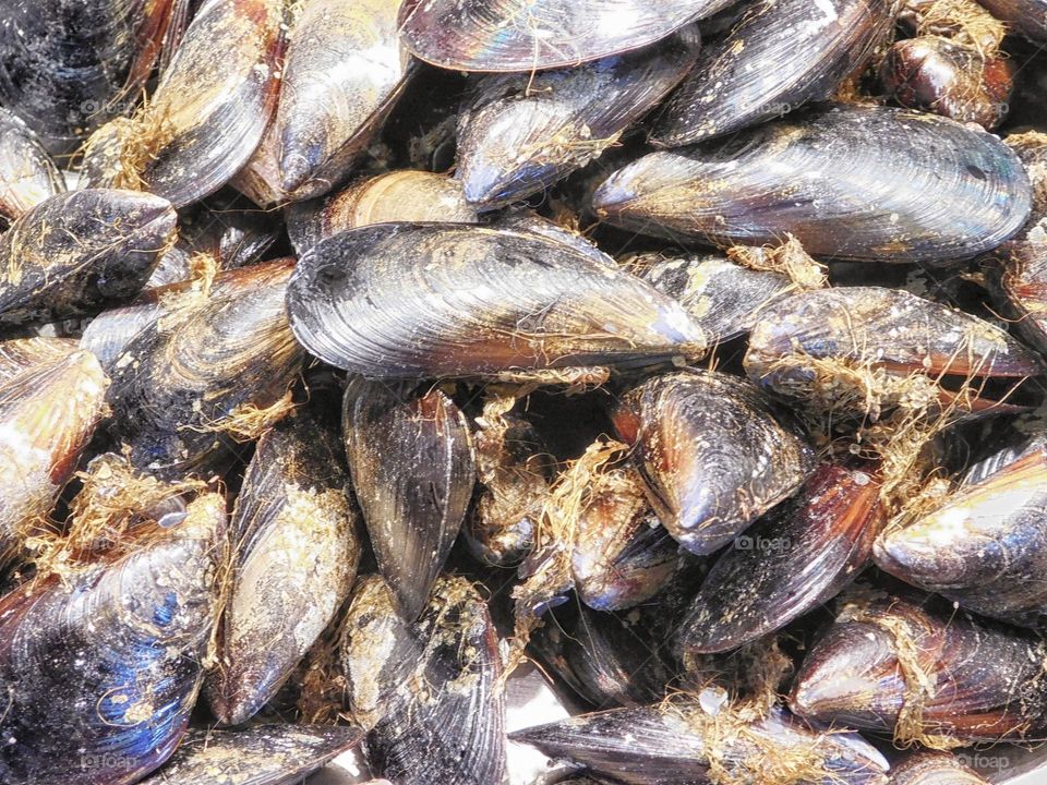 mussels