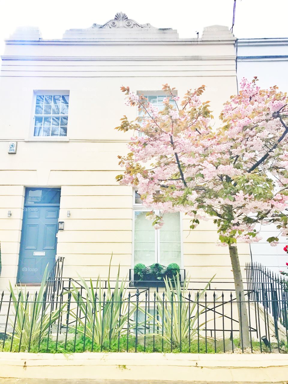 Pink cherry blossom tree in front of a house in London