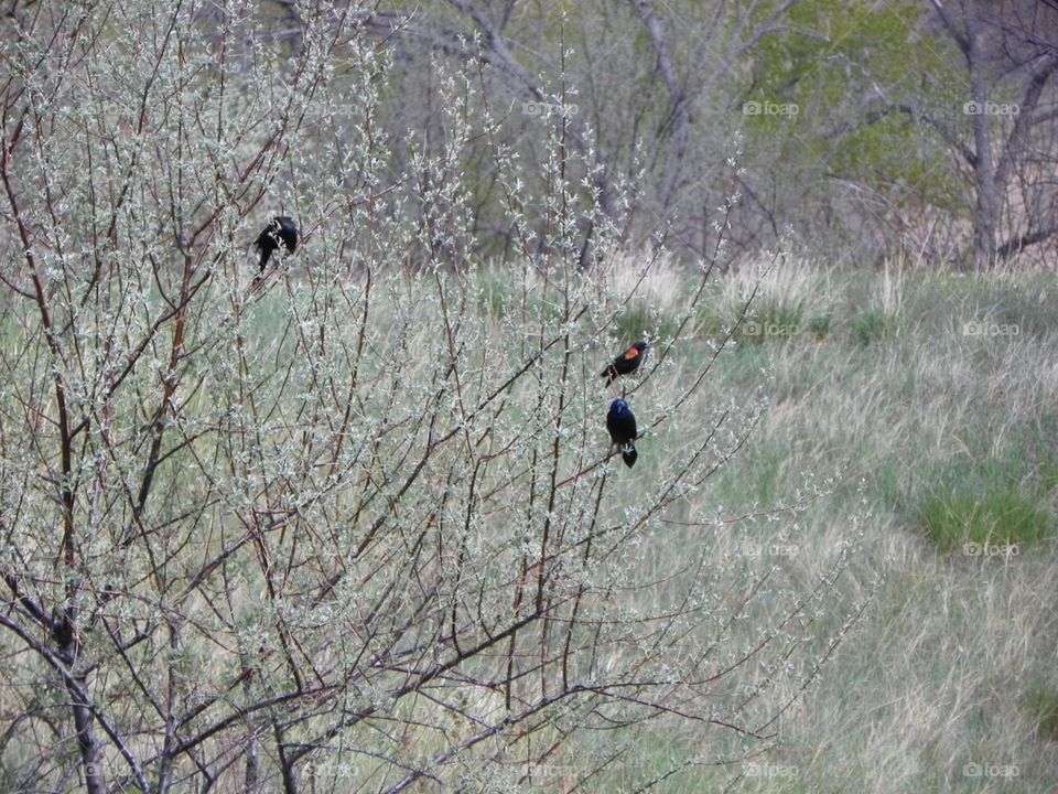 Some birds chatting in the trees in the park