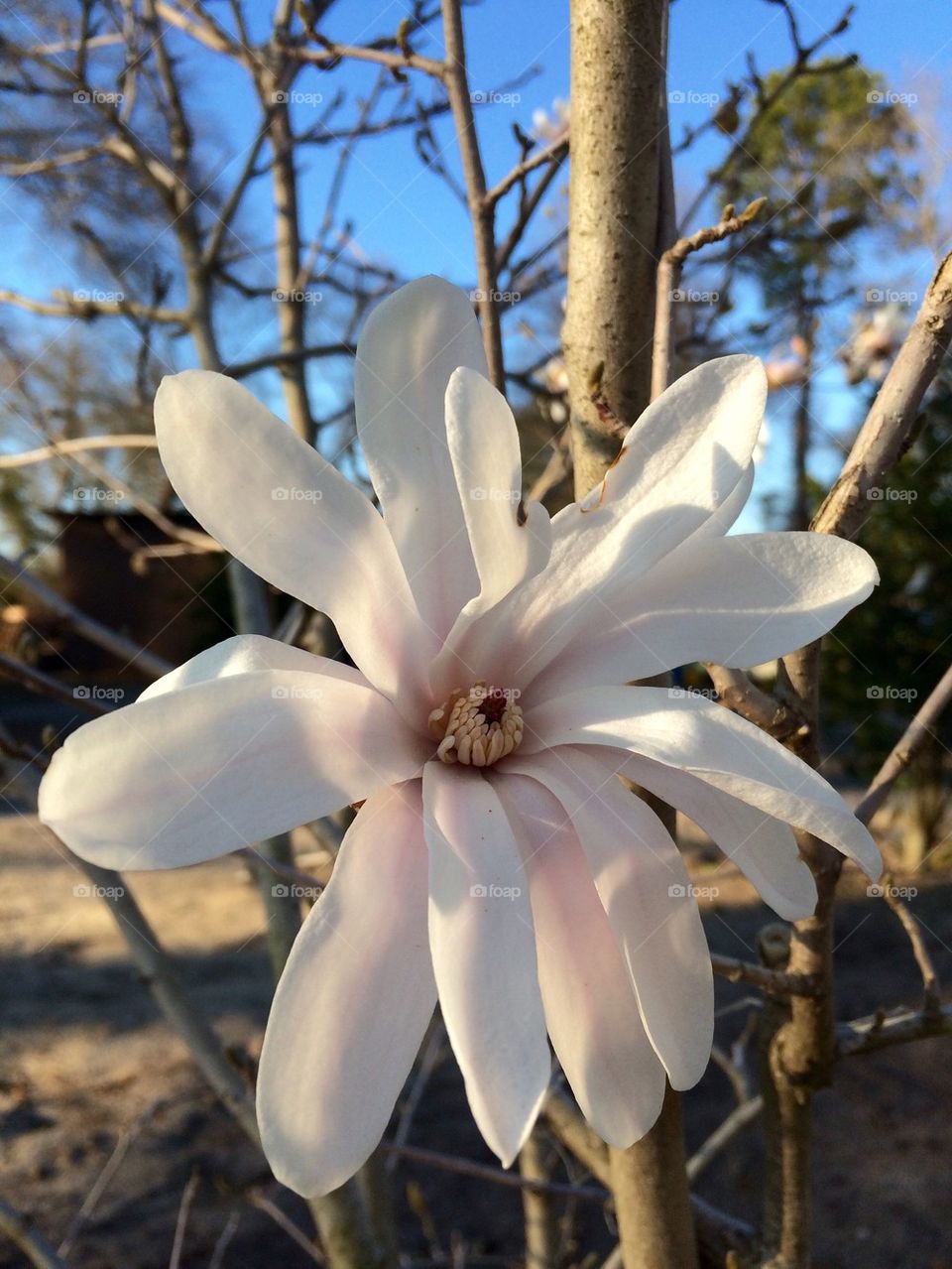 Star magnolia 