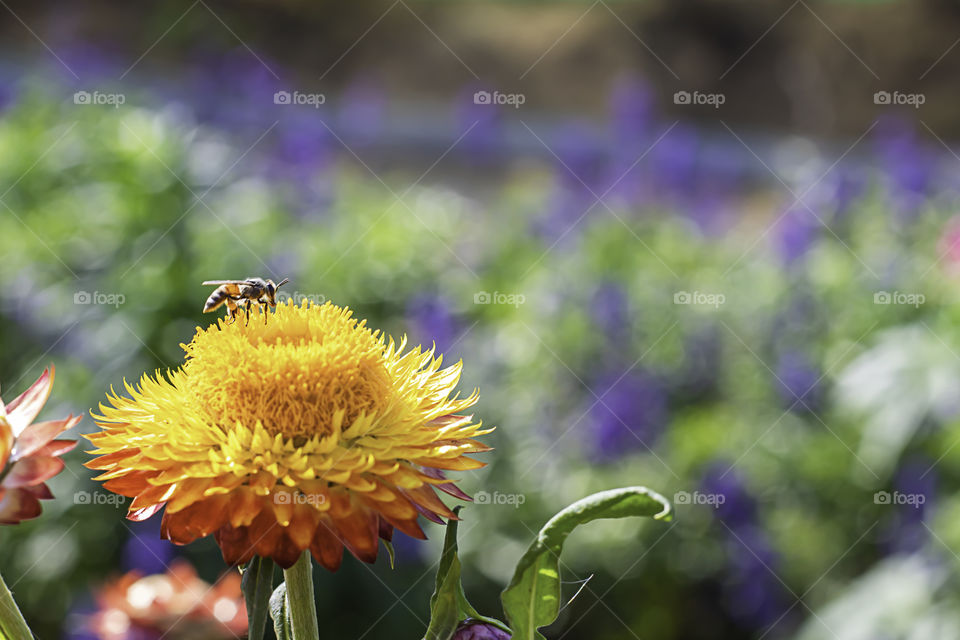Bee on yellow flowers or Helichrysum bracteatum in garden.