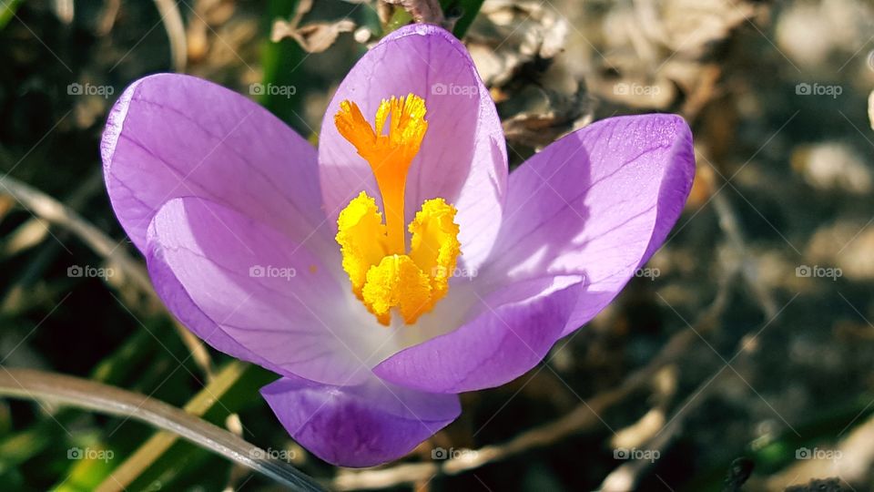 Crocus
