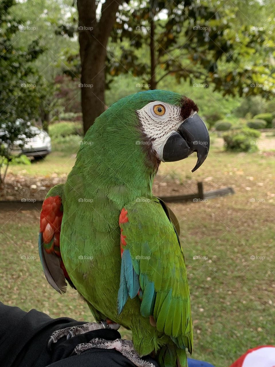 Colorful Parrot - Pets aren’t always the easiest subjects to photograph. No matter how many times you ask them to look at the camera, in the end, they’re going to do whatever they want to do.