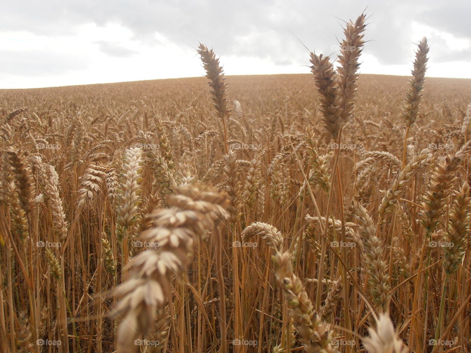 Ears Of Wheat