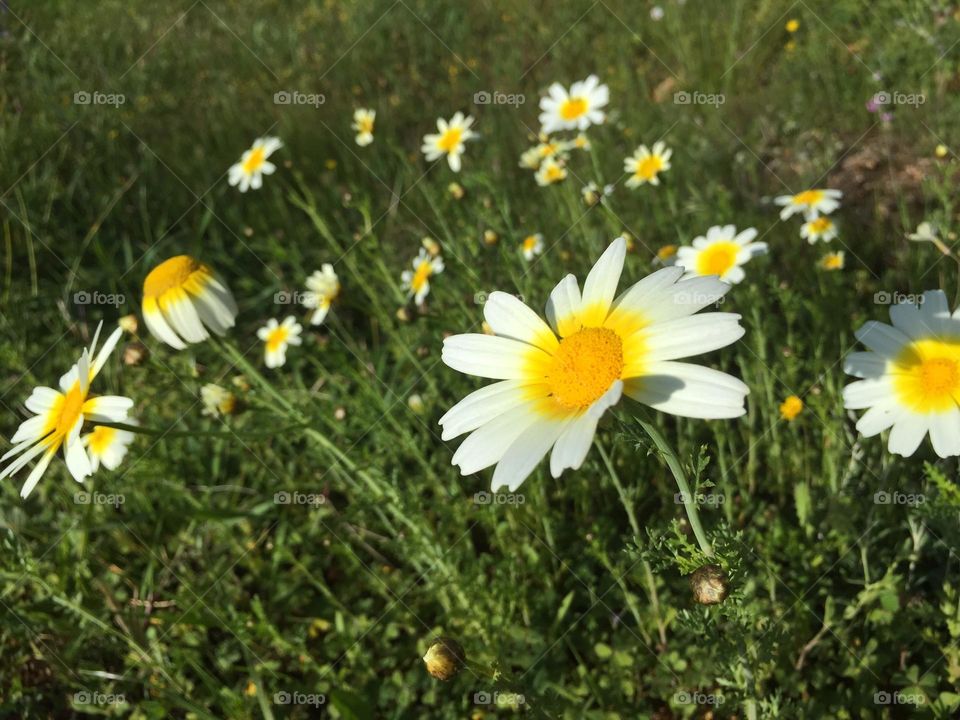 Spring daisies