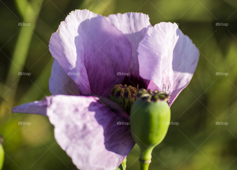 purple poppy