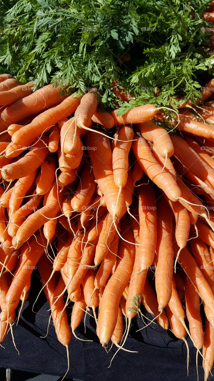 Carrots, Carrots & more Carrots