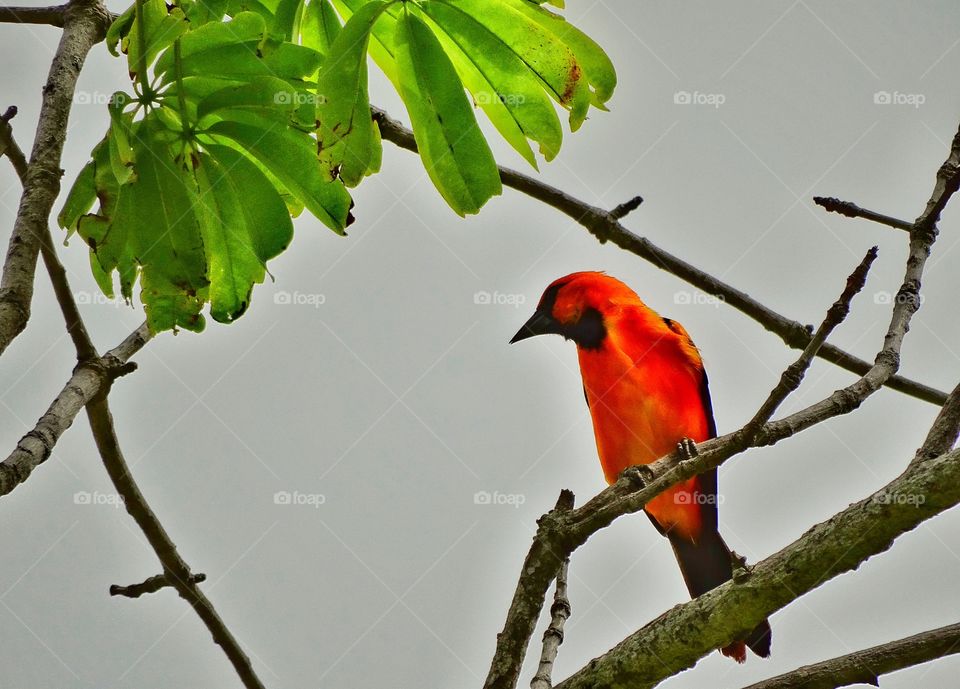 Colorful Oriole. Oriole Perched In A Tree In The Yucatán Jungle
