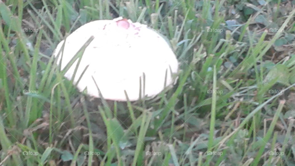Mushroom Cap. white mushroom