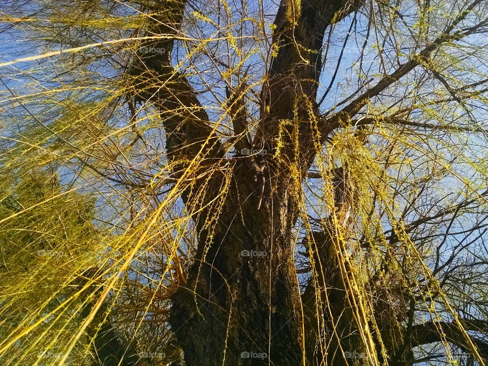 willow tree