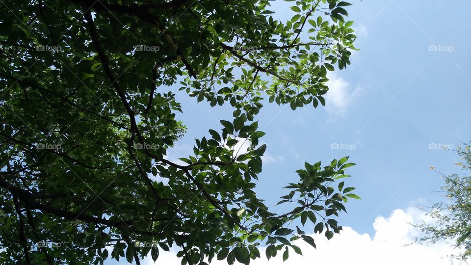 a beautiful trees in the garden.