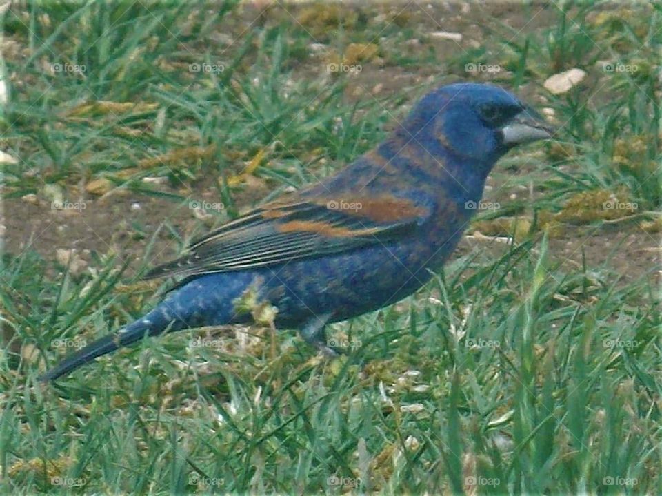 Indigo Bunting 