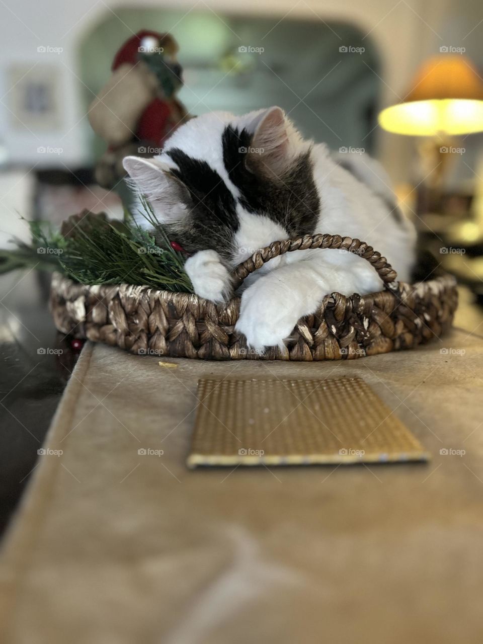 Mickey resting in a basket. 