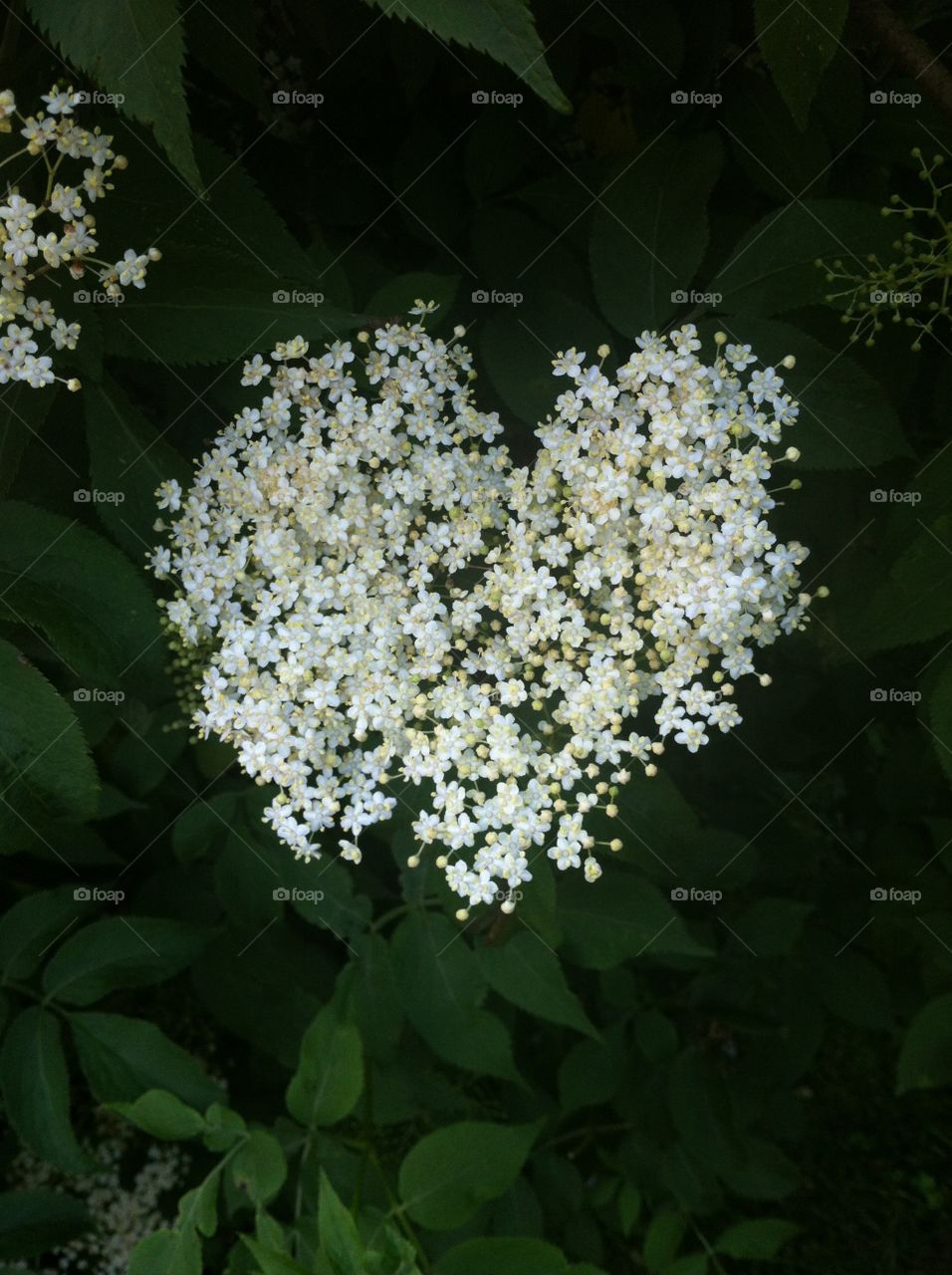 Elder flower heart