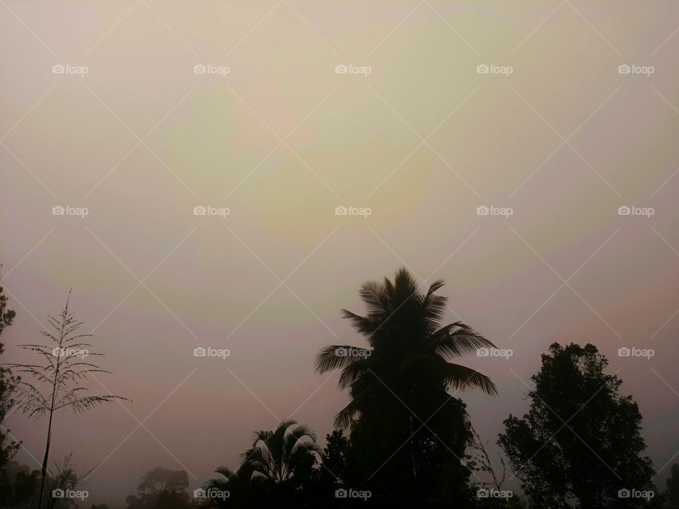 coconut tree with sky