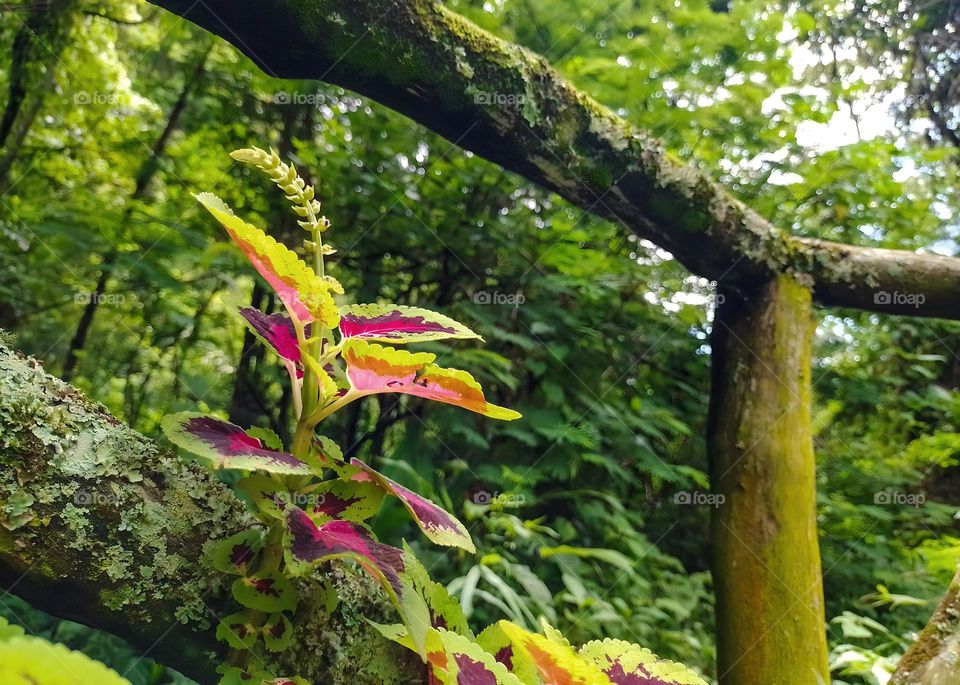 beautiful coleus flower on a bench made of logs with moss in the middle of the forest