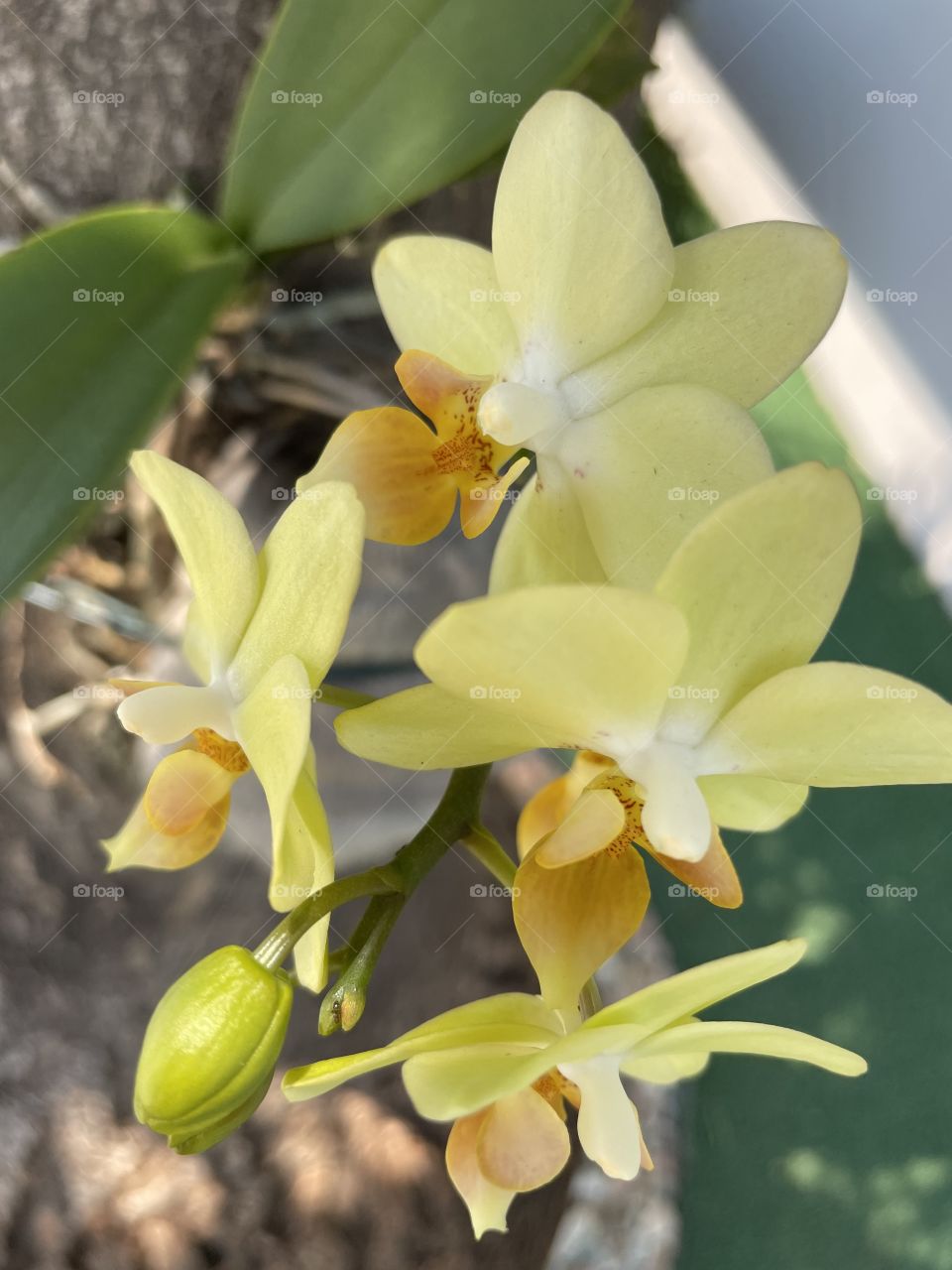 Orquídea amarela