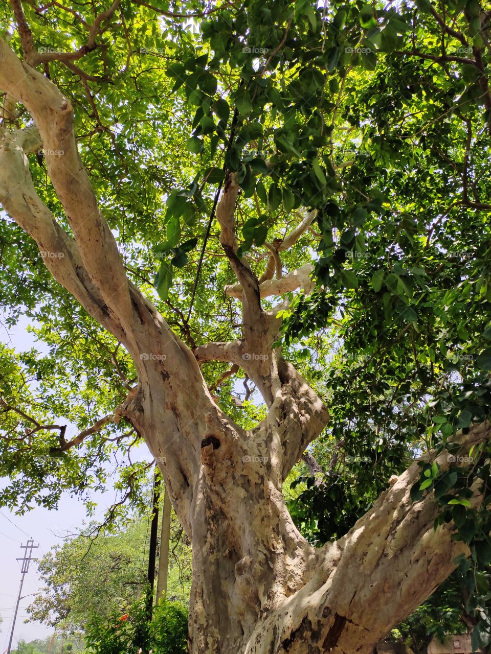 picture of an old tree in the summer day
