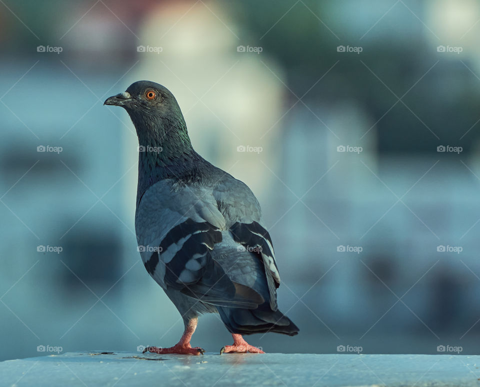 Bird photography  - Dove  - perching