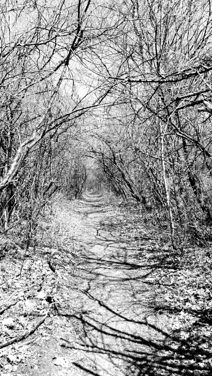 This Trail Is Supposed To Be Haunted Tree Tunnel