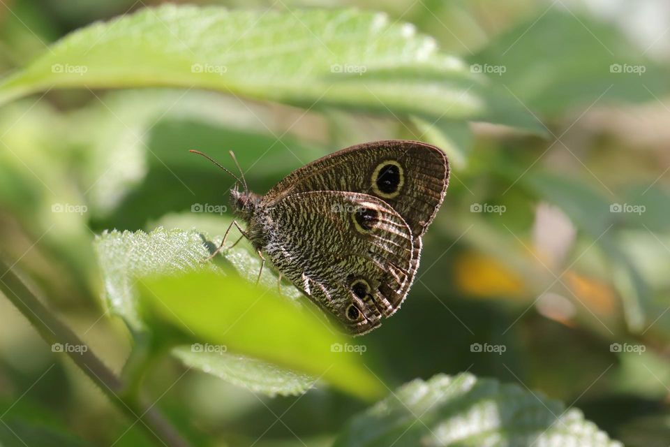 Beautiful and cute butterfly