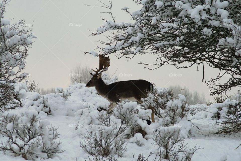 Deer walking through the snow 