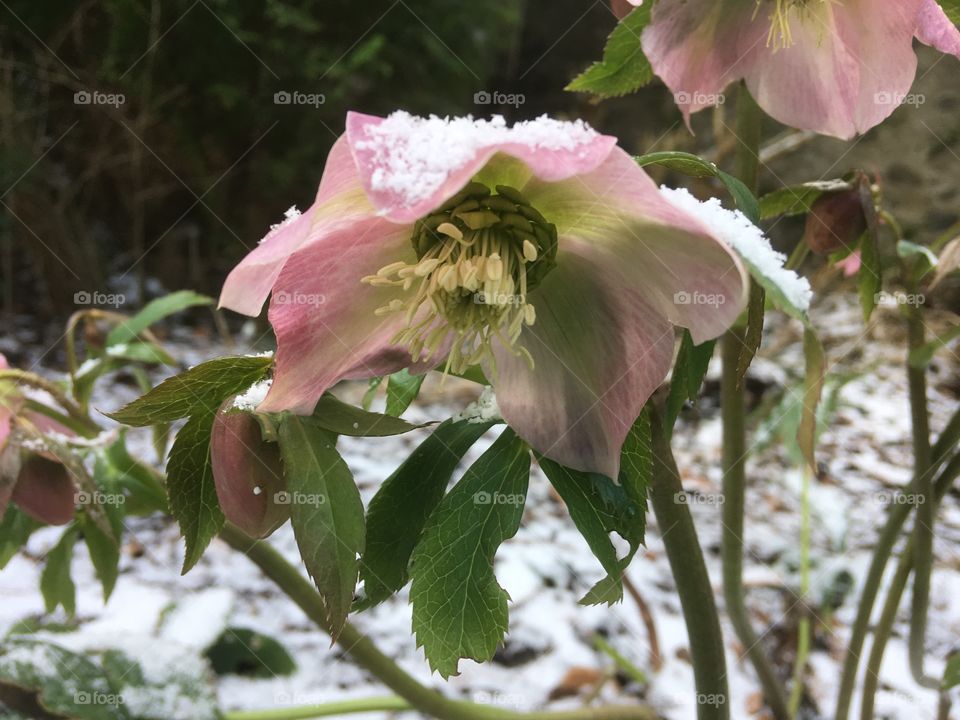 Beautiful spring hellebores feeling a bit chilly under a light dusting of late spring snow.
