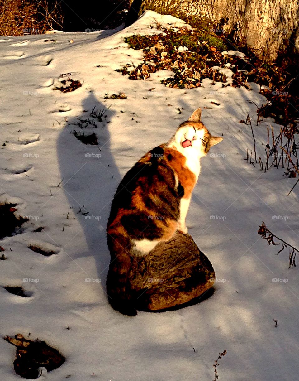 Tyson grooming in sunset light. Cat grooming in sunset light, tongue action