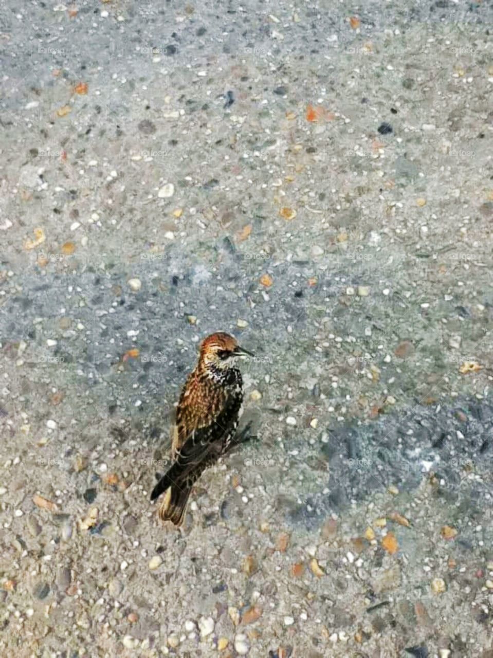 Bird on the road