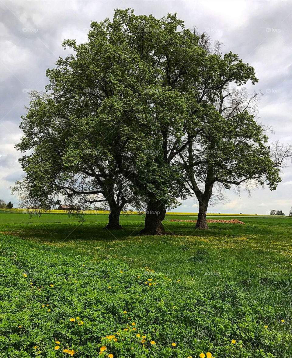 Beautiful  three tree