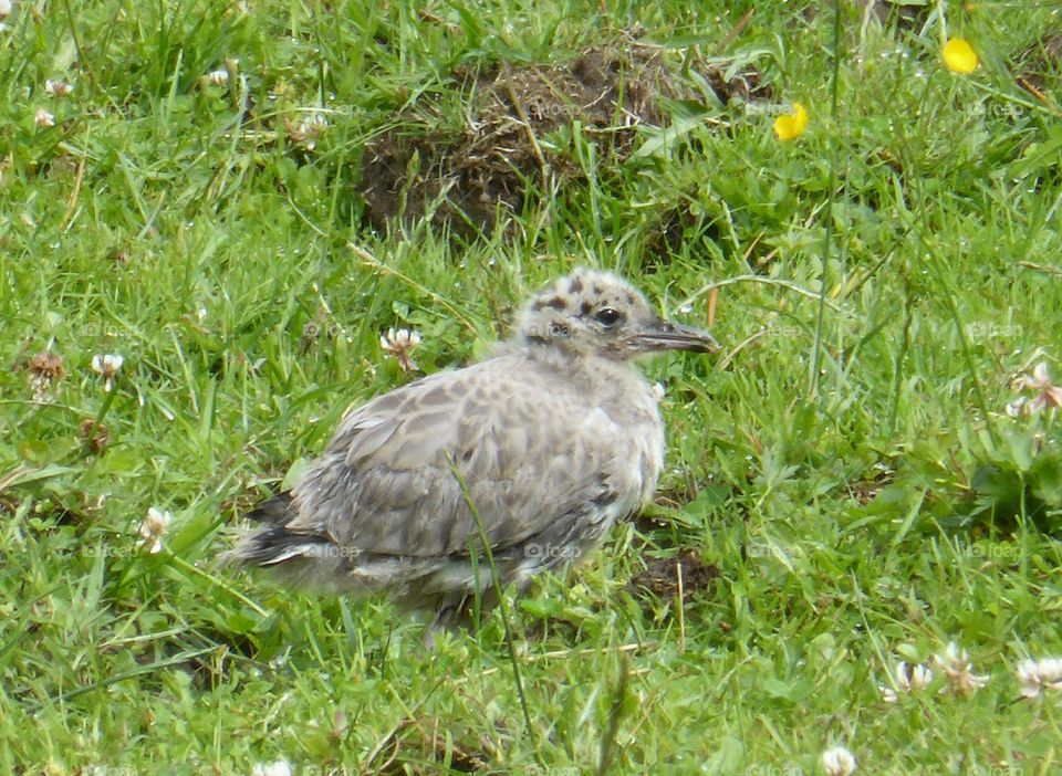 young gull