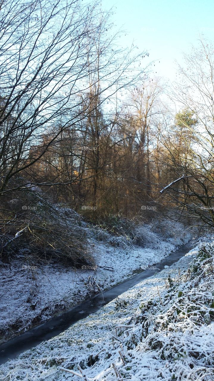 Winter, Snow, Tree, Landscape, Wood