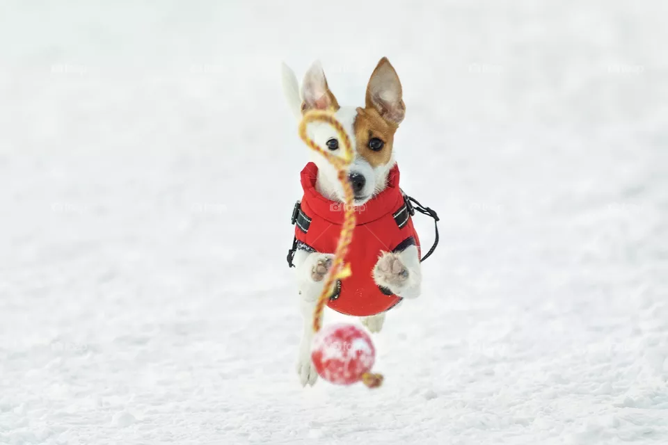 Dog 