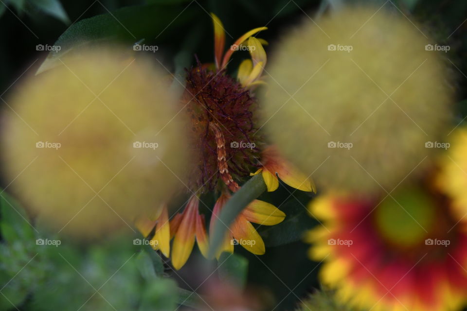 tiny inchworm on flowe