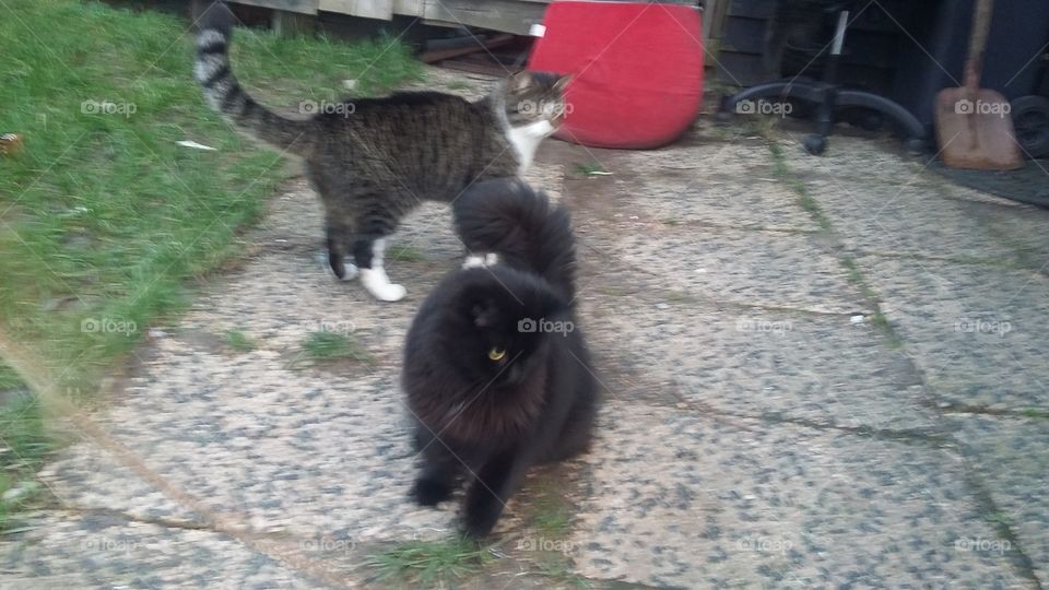 Tijger en Xena outside