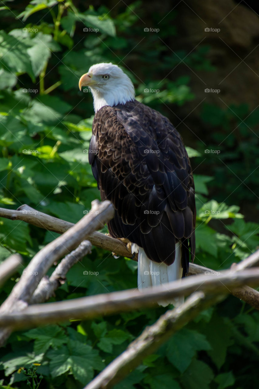 Bald eagle